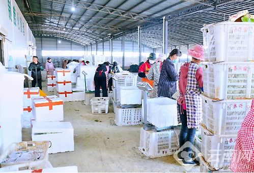 祥云劉廠鎮 黨組織聯起同心抗疫線 愛心贈蔬果滬滇情誼深